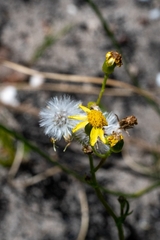 Senecio burchellii