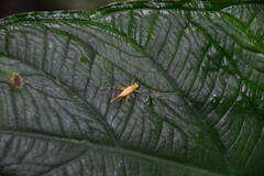 Ricolla quadrispinosa