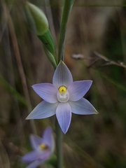 Thelymitra bracteata