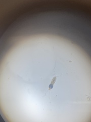 Copepoda