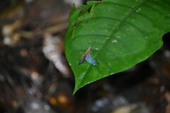 Xiphiola cyanoptera