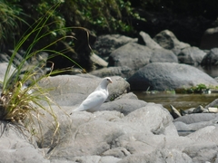 Columba livia domestica