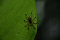 Avicularia juruensis