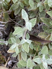 Calceolaria polifolia