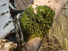 Melanohalea olivacea