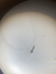 Copepoda
