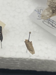 Curtara insularis
