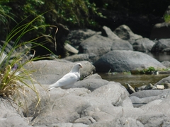 Columba livia domestica