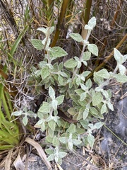 Calceolaria polifolia