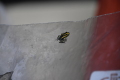 Ranitomeya variabilis