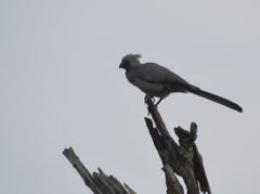 Corythaixoides concolor