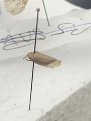 Curtara insularis