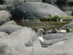Columba livia domestica