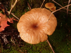 Omphalina pyxidata