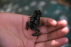 Rhinella margaritifera
