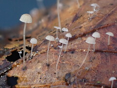 Mycena capillaris