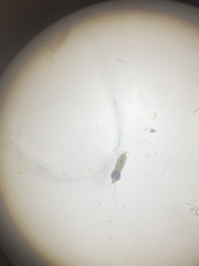 Copepoda