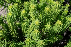 Campylostachys cernua