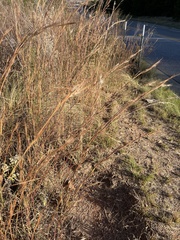Andropogon virginicus