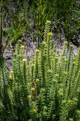 Campylostachys cernua