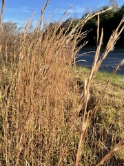 Andropogon virginicus