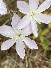 Leucocoryne ixioides