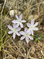 Leucocoryne ixioides