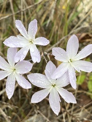 Leucocoryne ixioides