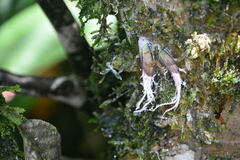 Pterodictya reticularis