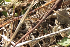 Allonemobius fasciatus