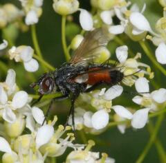 Eriothrix rufomaculata