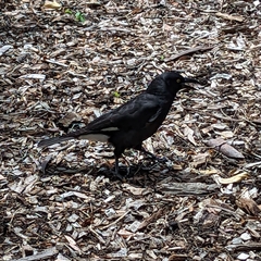 Strepera graculina graculina