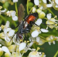 Eriothrix rufomaculata