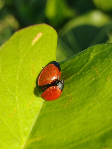 Photo of Common Sieve Tortoise Beetle (Chelymorpha cribraria)