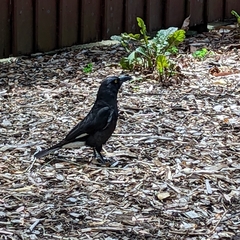 Strepera graculina graculina