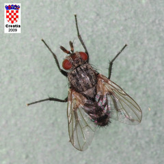 Triarthria setipennis