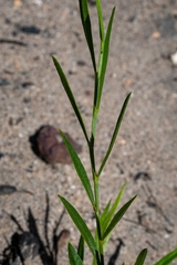 Psoralea laxa