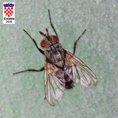 Triarthria setipennis