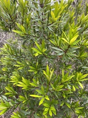 Myrceugenia lanceolata