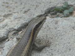 Trachylepis wahlbergii