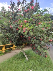 Calliandra haematocephala