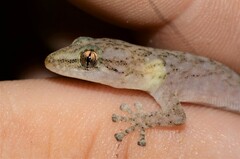 Afrogecko porphyreus