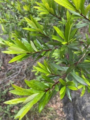 Myrceugenia lanceolata