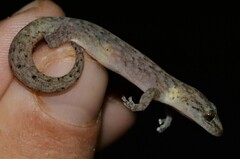 Afrogecko porphyreus