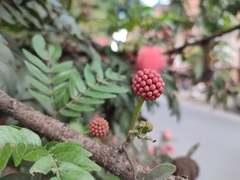 Calliandra haematocephala