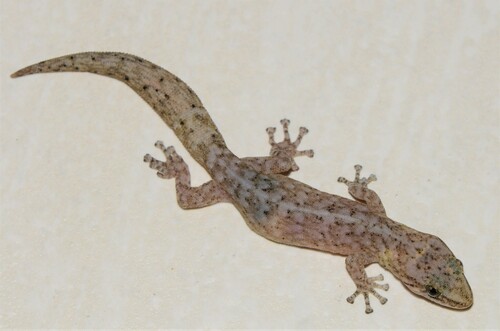 Marbled leaf-toed gecko, Afrogecko porphyreus