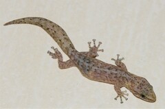 Afrogecko porphyreus