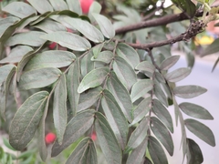 Calliandra haematocephala