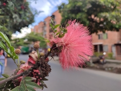 Calliandra haematocephala
