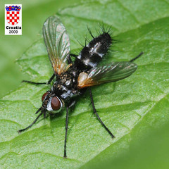 Phyllomya volvulus